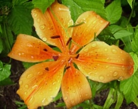 Blühende Lilie