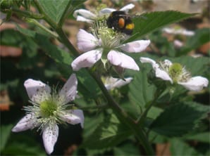 Hummel auf einer Brombeerblüte