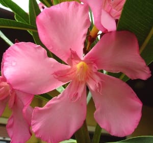 Blühender Oleander