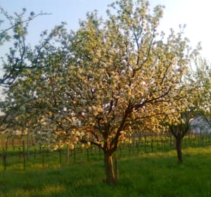 Blühender Baum